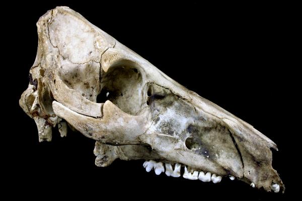 Sheep skull