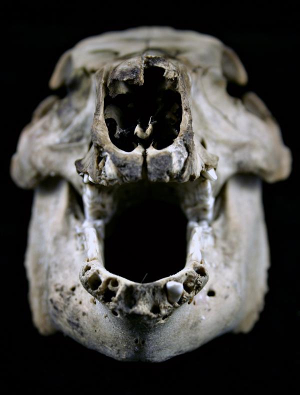 Sheep skull