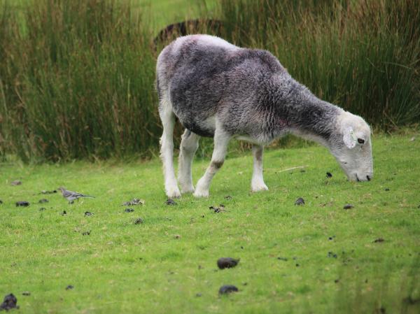 Sheep with a Wagtail