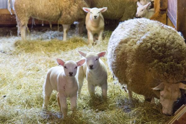 Sheep