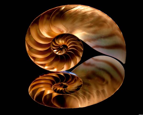 Shell Fractal