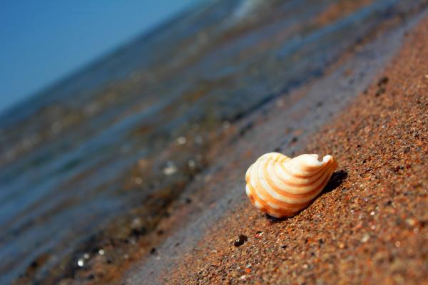 Shell on the beach
