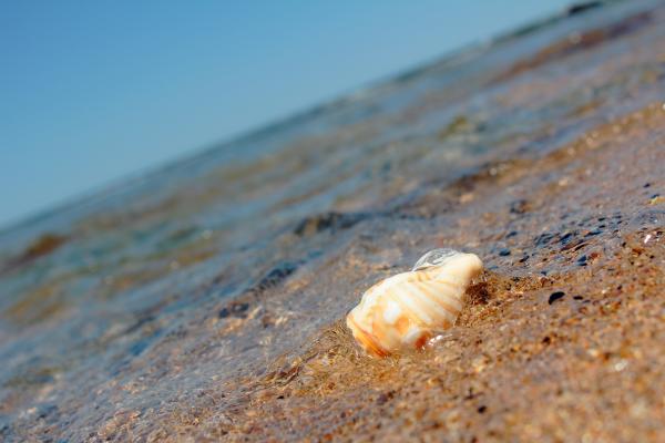 Shell on the beach