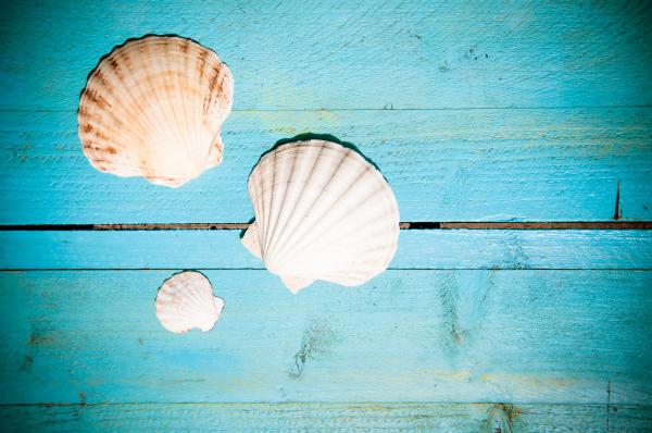 Shells on blue wooden planks