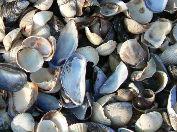 Shells