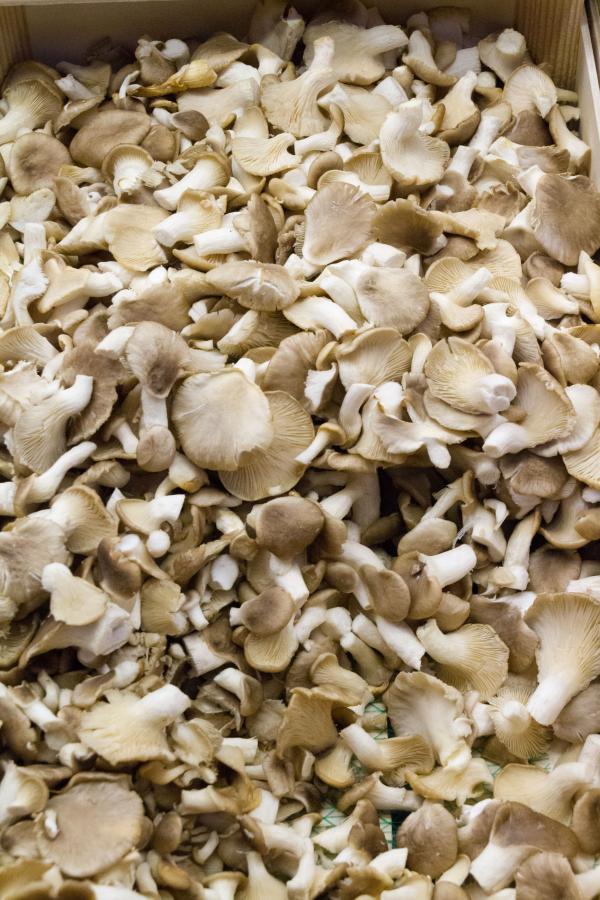 Shiitake mushrooms in a box