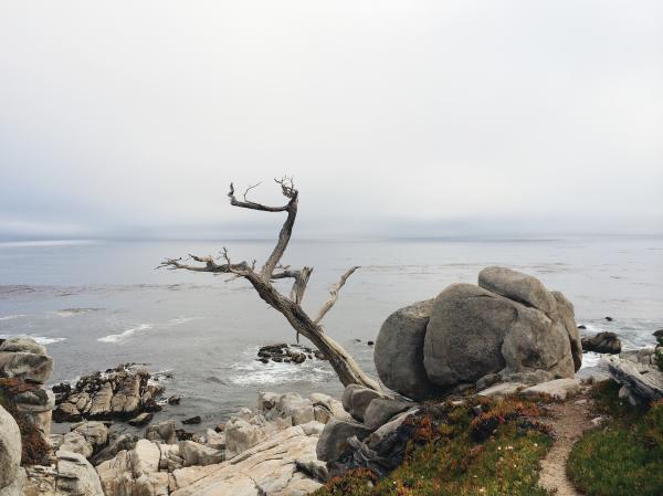Shore