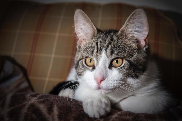 Short-coated Gray and White Tabby Kitten