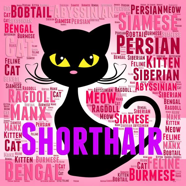 Shorthair Cat Represents Feline Puss And Purebred