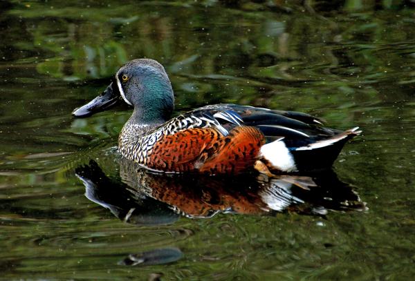 Shoveler Duck NZ