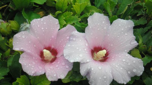 Shy Flower