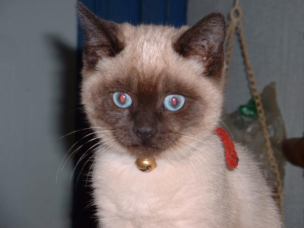Siamese Cat