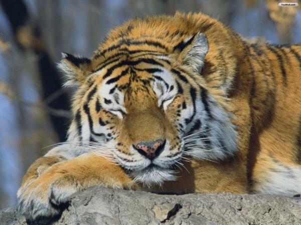 Siberian Tiger Resting
