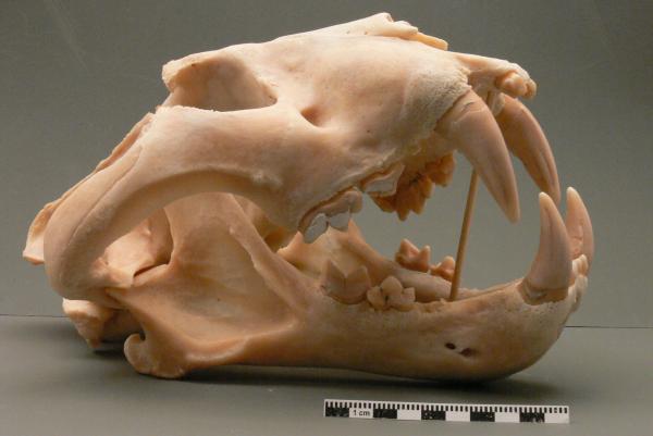 Siberian Tiger Skull