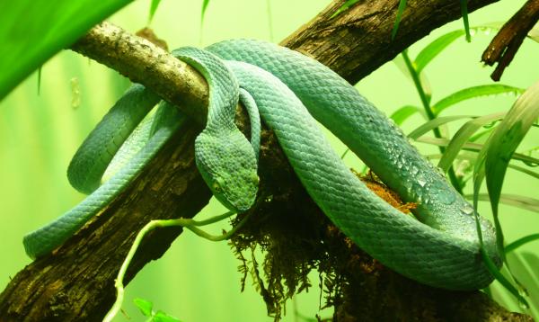 Side Striped Palm Viper