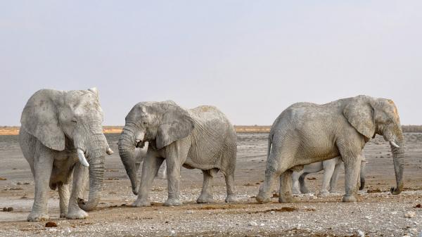 Side View of Elephant in a Row Against the Sky