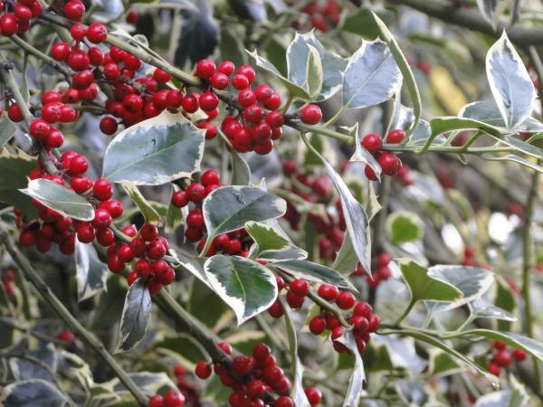 Signs Of Winter