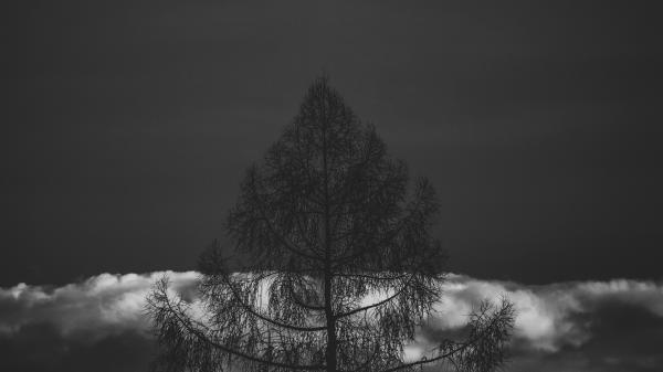 Silhouette If Tree in Grayscale Photography