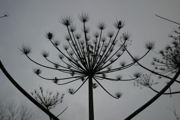 Silhouette of a plant