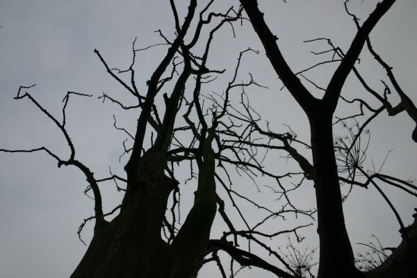 Silhouette of a tree
