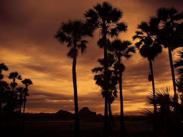 Silhouette of Coconut Tree during Cloudy Day