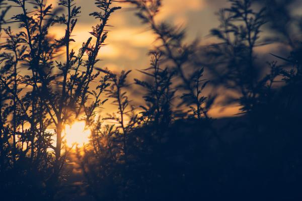 Silhouette of Plant during Sunset