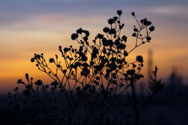 Silhouette Of Plants
