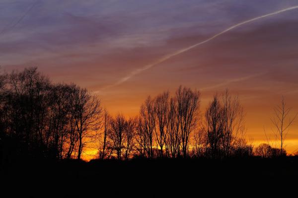 Silhouette of Trees Against Dramatic Sky