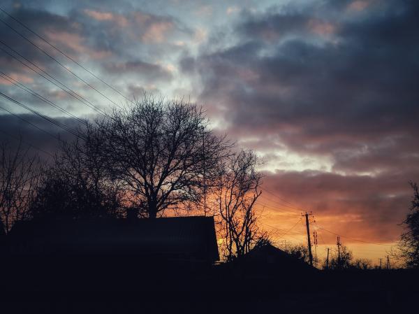 Silhouette Photo of Bare Trees during Golden Hour