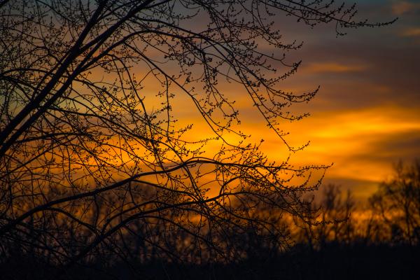 Silhouette Photo of Branches of Tree During Dusk