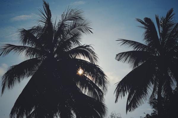 Silhouette Photo of Trees