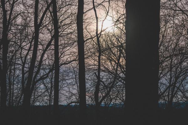 Silhouette Photograph of Trees