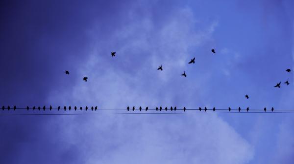 Silhouette Photography of Birds in Flight and Perched on Electricity Line