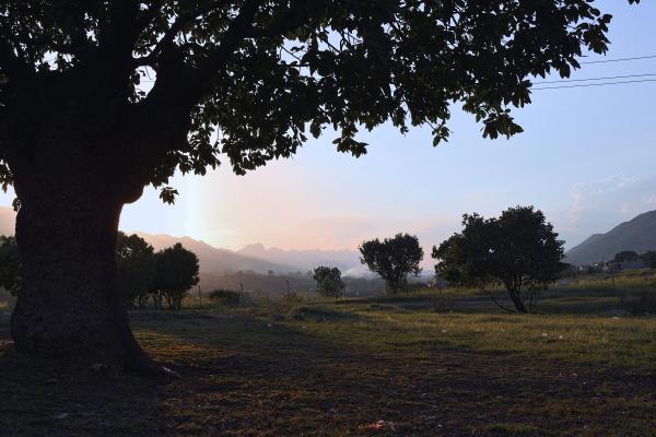 Silhouette Photography of Tree