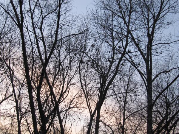Silhouetted Trees