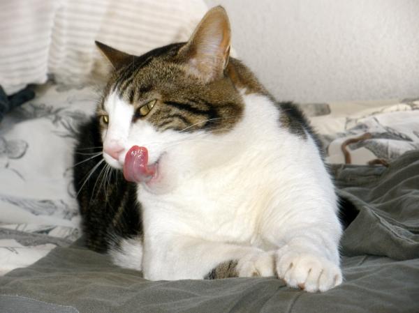 Silly tongue action