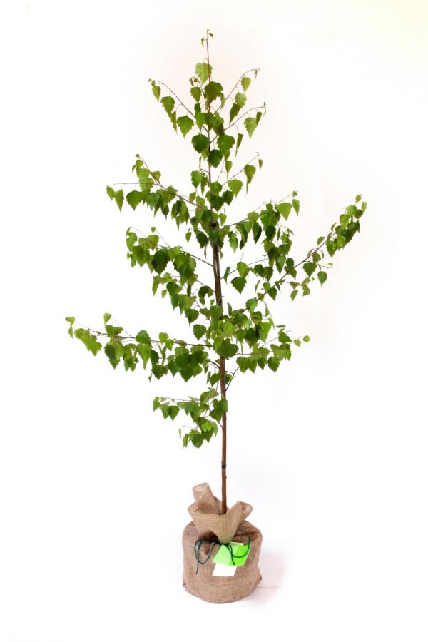 Silver birch sapling