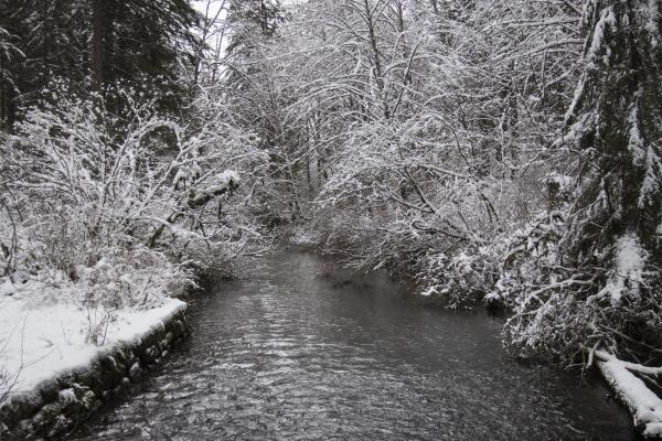 Silver creek 5