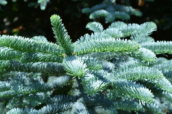 Silver fir tree branch