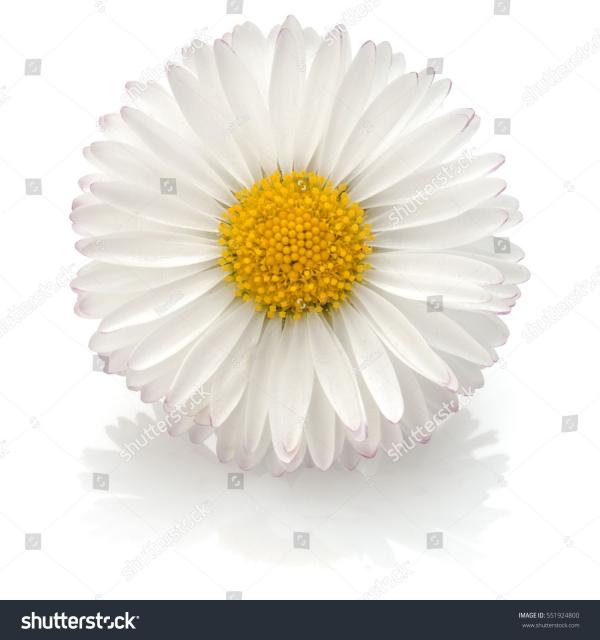 Single Daisy