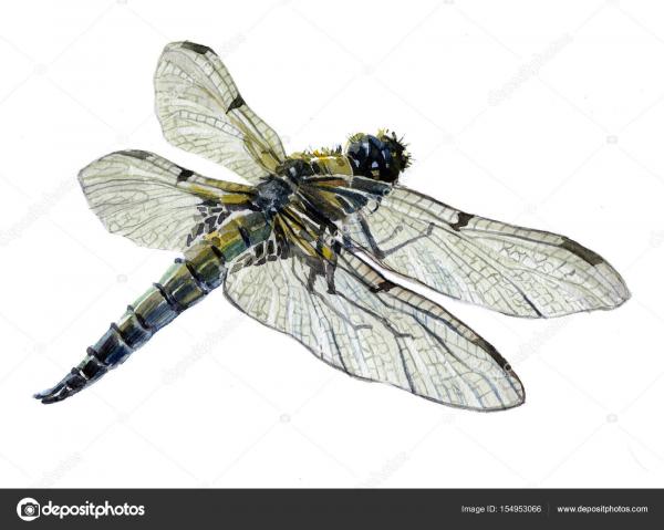 Single Dragonfly