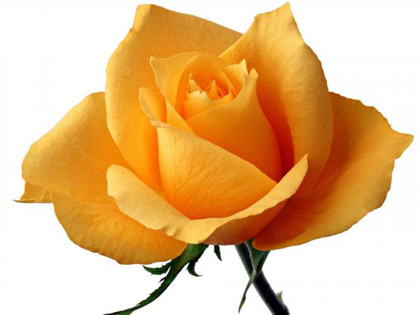 Yellow Rose
