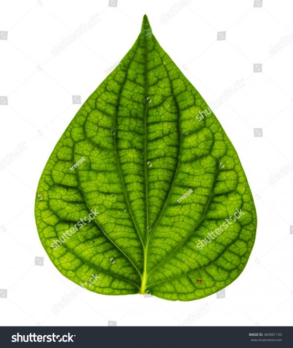 Single green leaf