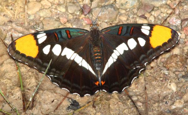 SISTER, ARIZONA (Adelpha eulalia) (10-3-11) sawmill canyon, huachuca mts, cochise co, az -01