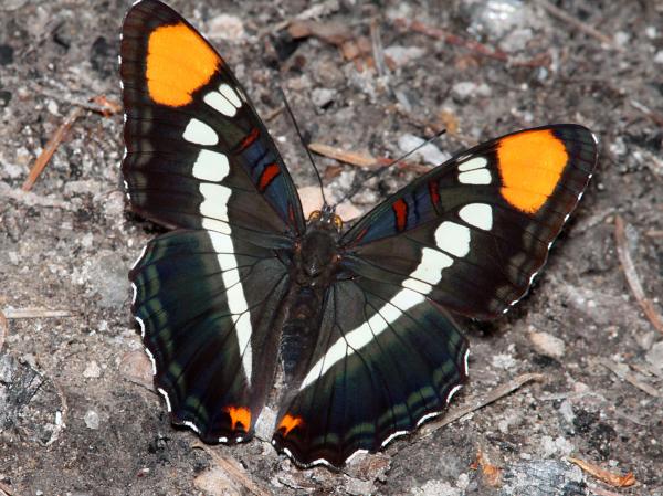 SISTER, ARIZONA (Adelpha eulalia) (8-19-10) gila mts, nm -02