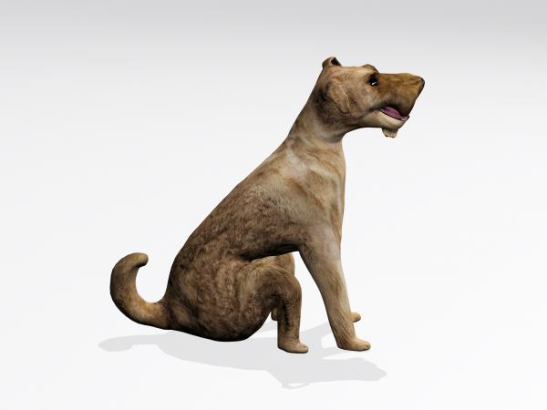 Sitting Dog
