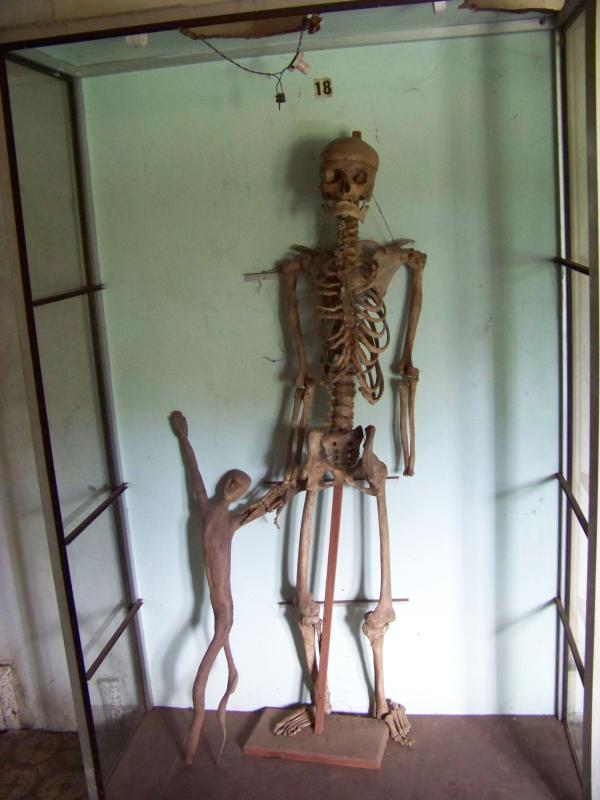 Skeleton
