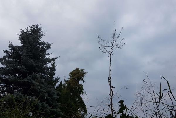 Skies and treetops