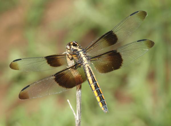 SKIMMER, WIDOW (Libellula luctuosa) (8-3-10) yard, west of patagonia, scc, az -01
