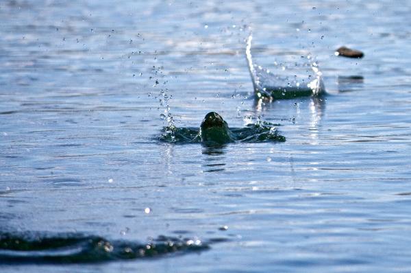 Skimming stones